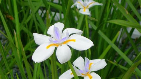 迎春花開在什麼季節？春意盎然，花開萬朵，而迎春花卻獨樹一幟，不與百花爭春，它選擇在早春時節，第一抹陽光照耀大地，第一絲微風拂過枝頭，迎來了春天的第一聲啼鳴之時，悄然綻放，為春色添上一抹金黃。